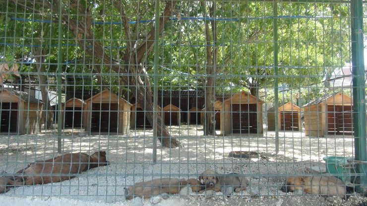 Hayvanseverler, Hatay'da 20 hayvanın öldüğü barınağa verilen cezayı az buldu