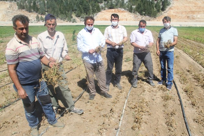 Konya'da çiftçiler, zararlarını karşılamadığını iddia ettikleri sigorta şirketini tarlada protesto etti