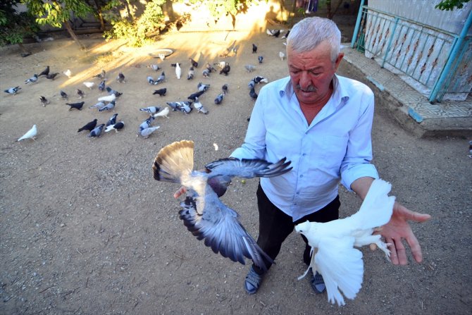 "Evlatlarım" dediği güvercinlerinden 62 yıldır ayrılmıyor