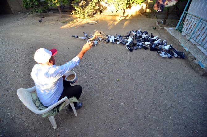 "Evlatlarım" dediği güvercinlerinden 62 yıldır ayrılmıyor