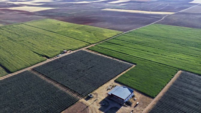 Konya Kapalı Havzası'nda 3 milyon ton mısır rekoltesi bekleniyor