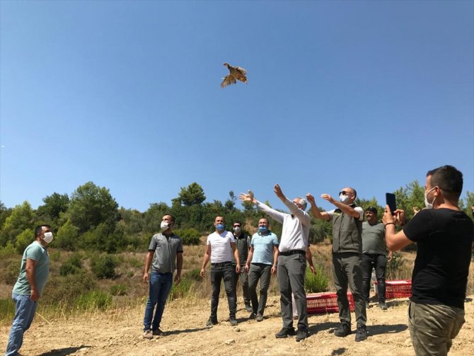 Antalya'da yüz kınalı keklik doğaya bırakıldı