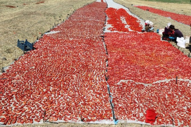 Bitlis’te domatesten 230 milyon TL gelir elde edilecek