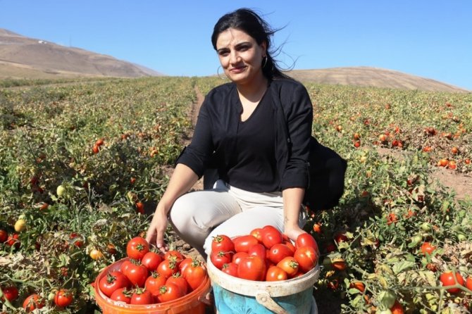Bitlis’te domatesten 230 milyon TL gelir elde edilecek