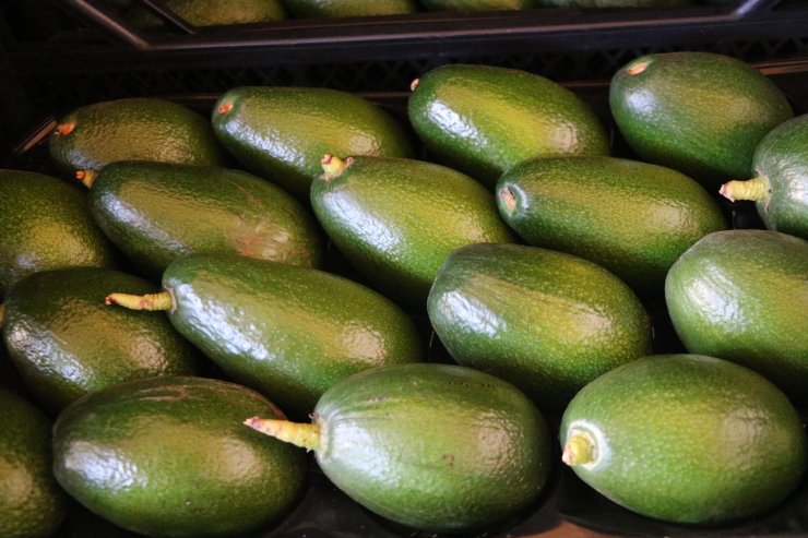 Avokado ihracatı başladı, hedef 10 milyon adet