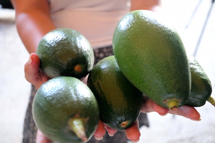 Avokado ihracatı başladı, hedef 10 milyon adet