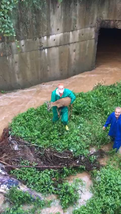 Su kanalına düşen geyik kurtarıldı