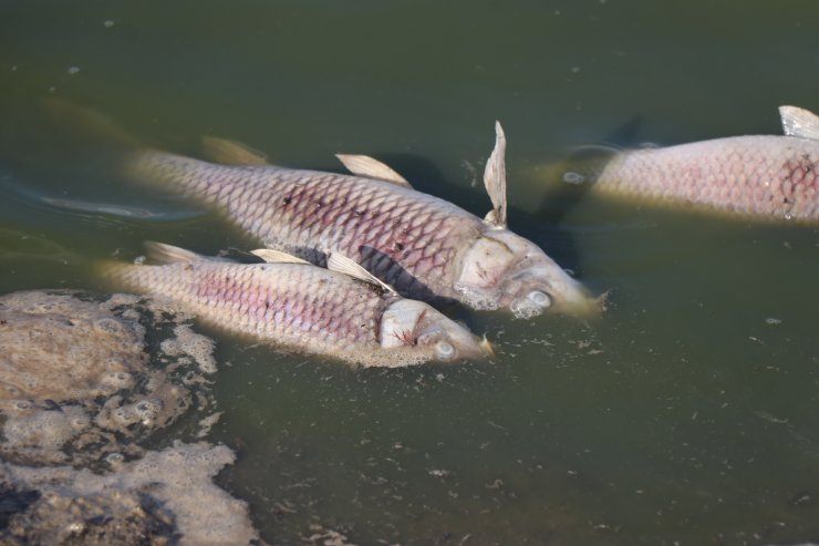 Balık ölümlerini önlemek için kuruyan gölete su verdiler