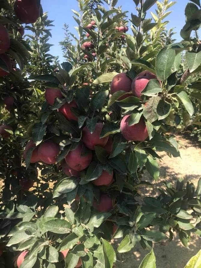 Mut elması Hindistan’a ihraç ediliyor