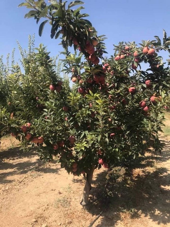 Mut elması Hindistan’a ihraç ediliyor