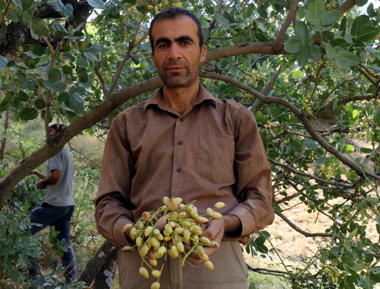 Bitlis'te 300 ton fıstık hasadı bekleniyor