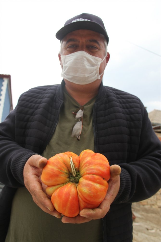 Konyalı çiftçi, hobi bahçesinde 1 kilograma ulaşan Osmanlı domatesi yetiştirdi
