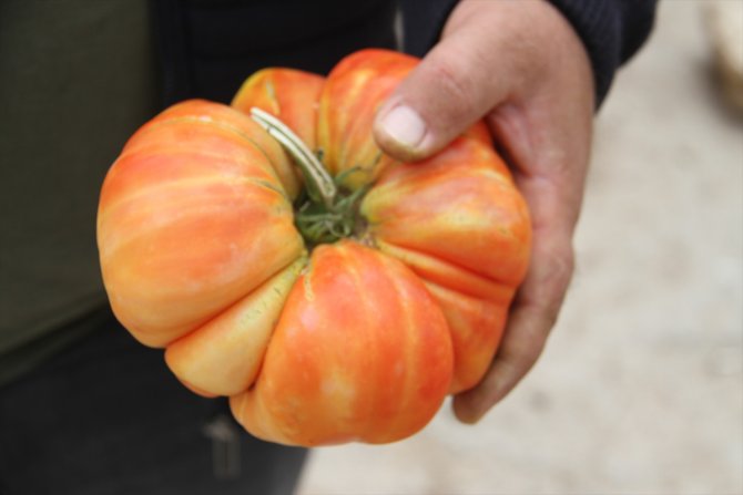 Konyalı çiftçi, hobi bahçesinde 1 kilograma ulaşan Osmanlı domatesi yetiştirdi