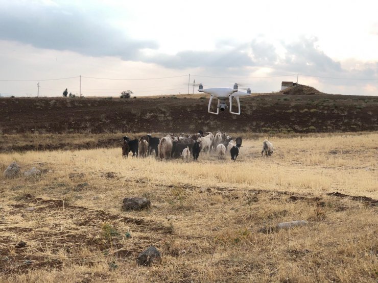 Jandarma, köylünün kaybolan 43 küçükbaş hayvanını dron ile buldu 