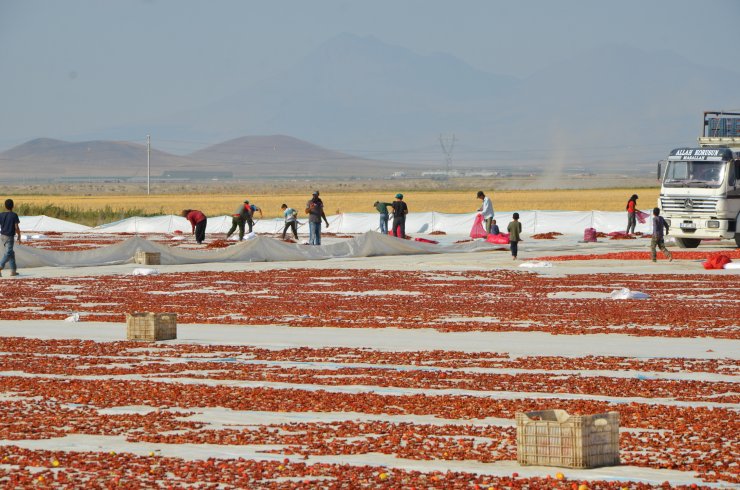 Konya'da üretiliyor, dünyaya ihraç ediliyor