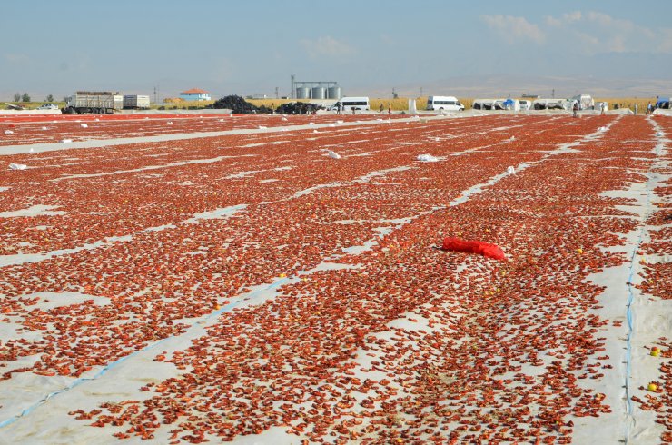Konya'da üretiliyor, dünyaya ihraç ediliyor