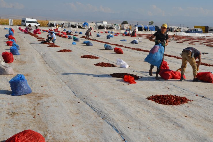 Konya'da üretiliyor, dünyaya ihraç ediliyor