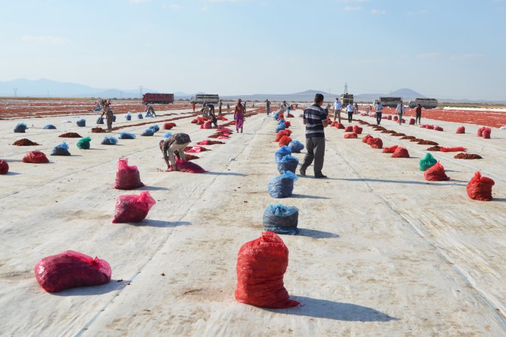 Konya'da üretiliyor, dünyaya ihraç ediliyor