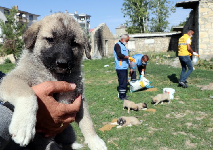 Van'da 5 köpeğin ölümünde zehirlenme şüphesi
