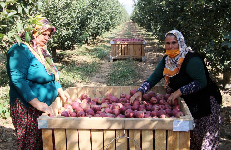 Isparta'da elma hasadı; bu yıl rekolte beklentisi 850 bin ton
