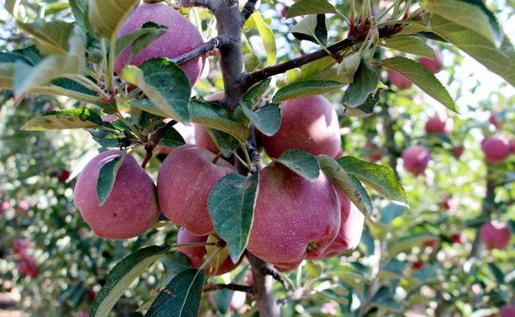 Isparta'da elma hasadı; bu yıl rekolte beklentisi 850 bin ton