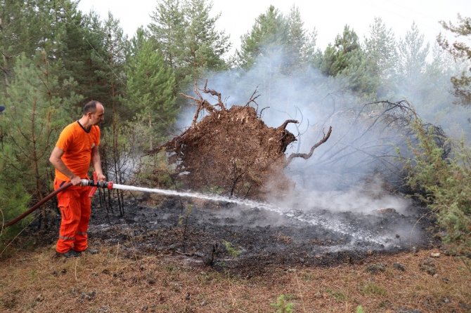 Devrilen ağacın kopardığı elektrik teli ormanı yaktı