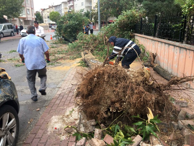 Konya'da kuvvetli rüzgarda ağaçlar devrildi, araçlarda hasar oluştu