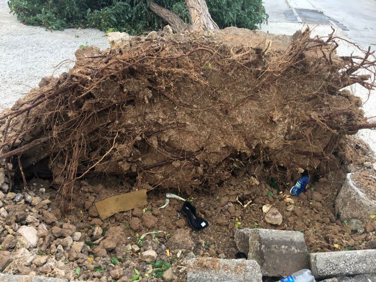 Konya'da kuvvetli rüzgarda ağaçlar devrildi, araçlarda hasar oluştu