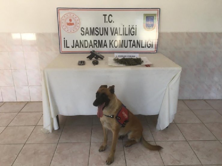 Samsun’da narkotik köpeği 'Ozon'la uyuşturucu operasyonu: 18 gözaltı