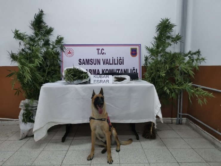 Samsun’da narkotik köpeği 'Ozon'la uyuşturucu operasyonu: 18 gözaltı