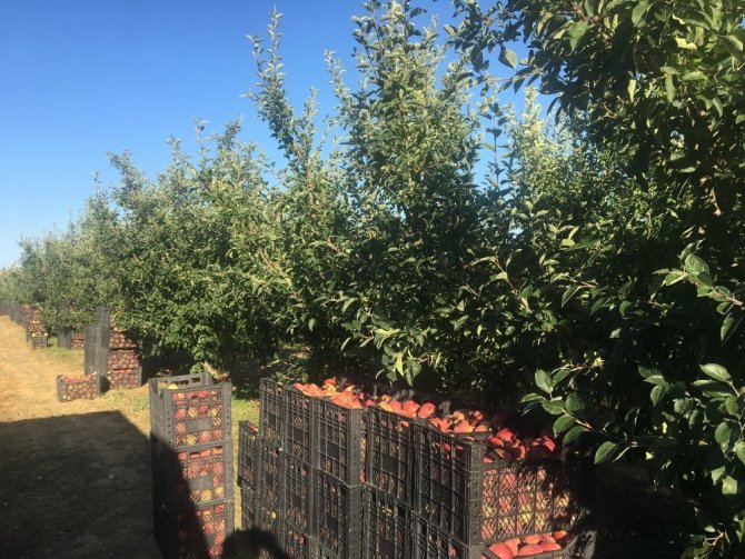 Beyşehir’de elma hasadına başlandı