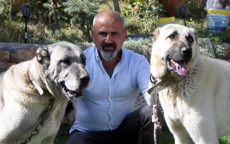 Aksaray Dan Kangal Kopegine Yogun Talep Var
