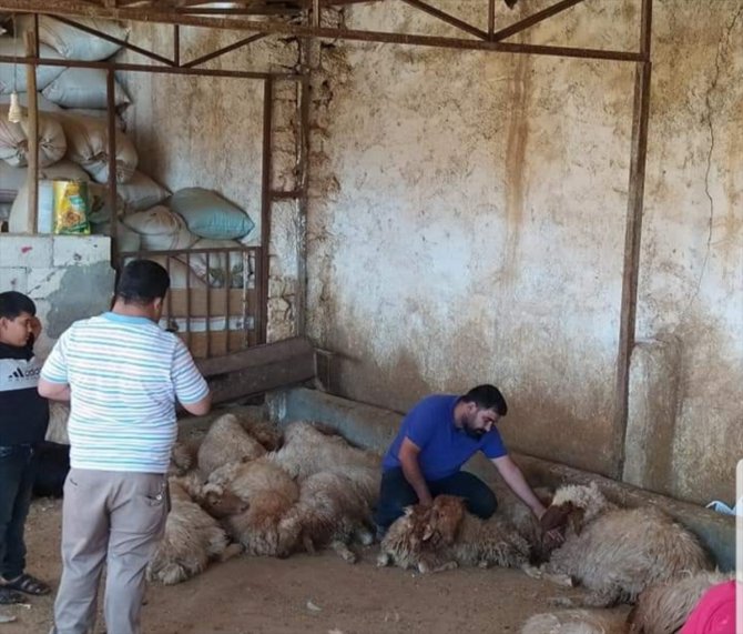 Şanlıurfa'da zehirli ot yiyen 150 koyun telef oldu