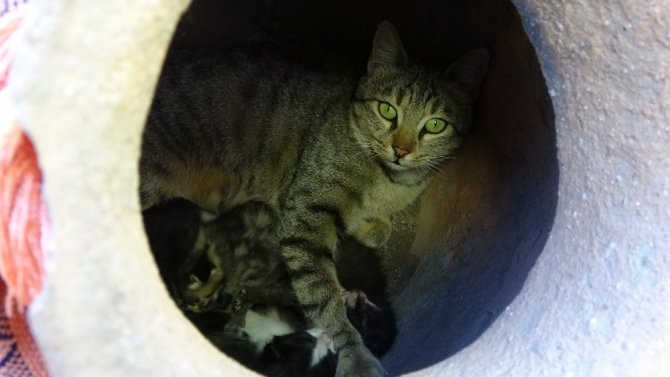 Anne kedi, dekoratif küpün içinde dördüz doğurdu