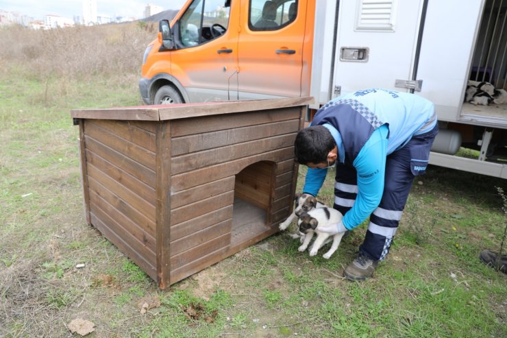 Belediye ekipleri 10 yavru köpeği sıcak yuvaya kavuşturdu