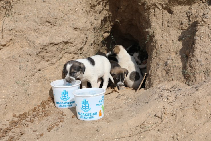 Belediye ekipleri 10 yavru köpeği sıcak yuvaya kavuşturdu