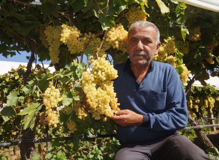Sarıgöl'de üzeri örtülü bağlardaki üzümler, 3 ülkeye ihraç ediliyor