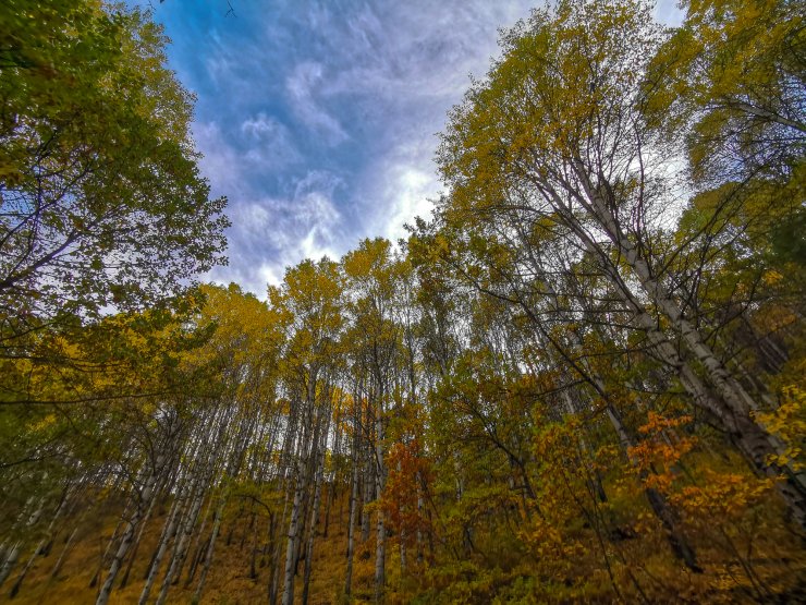 Sonbaharda Salördek Ormanları'nda renk cümbüşü