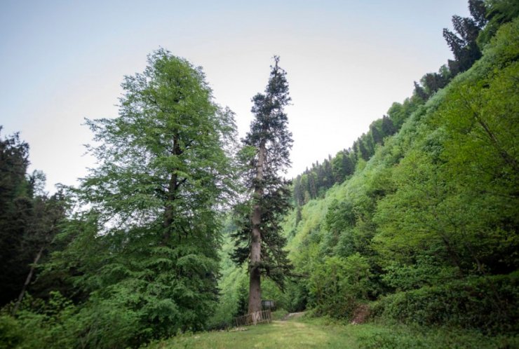Bronz Çağı'ndan beri yaşayan porsuk ağacı, 4 bin yıl daha yaşayabilir