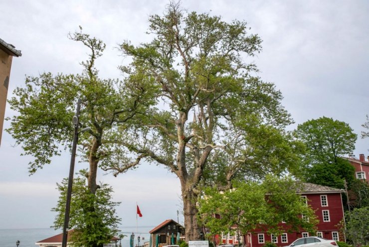 Bronz Çağı'ndan beri yaşayan porsuk ağacı, 4 bin yıl daha yaşayabilir