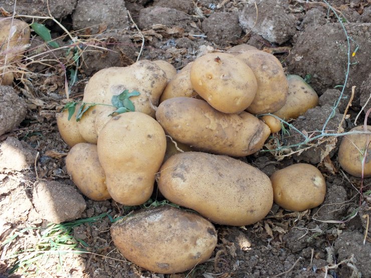 Yozgat'ta 8 çeşit yerli patates hasadı yapıldı