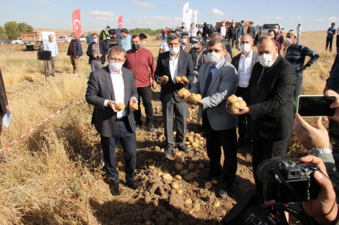 Yozgat’ta yerli patates hasadı yapıldı