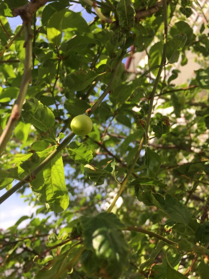 Seydişehir'de kasım ayında meyve veren erik ağacı görenleri şaşırttı