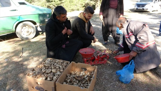 Toros Dağı eteklerinden toplanan sedir mantarı ihraç ediliyor