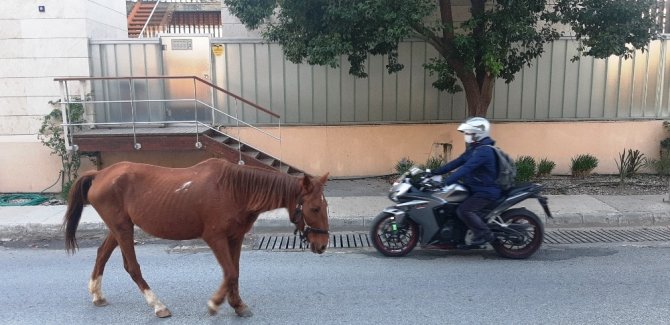 Başıboş at trafiği birbirine kattı