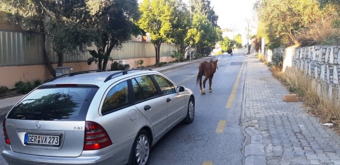 Başıboş at trafiği birbirine kattı