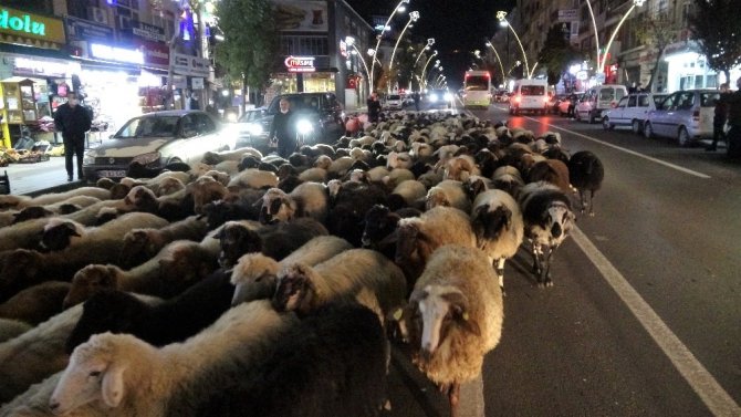 Trafik durdu, koyun sürücü geçti