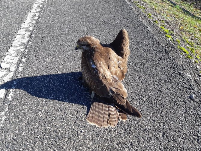 Dikkati sayesinde yaralı şahin hayata tutundu