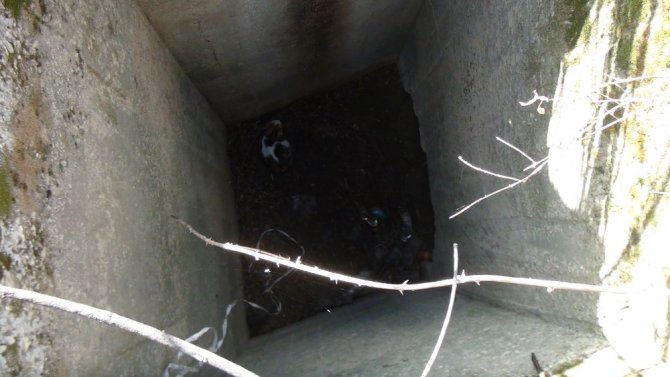 Kuyuda mahsur kalan kediyi çoban kurtardı