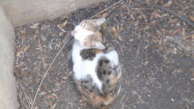 Kuyuda mahsur kalan kediyi çoban kurtardı